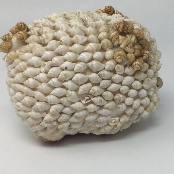 Sea Shell Art Decor Small Pig Vintage - Picture 6 of 12